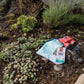 Beetle & Bee Little Birder Set-Bird Watching for Kids