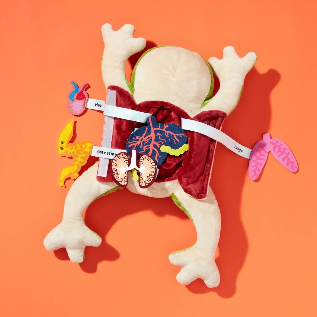 Froggie Dissection Lab, Anatomy Learning Toy for Kids