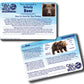 Rescue Grizzly Bear